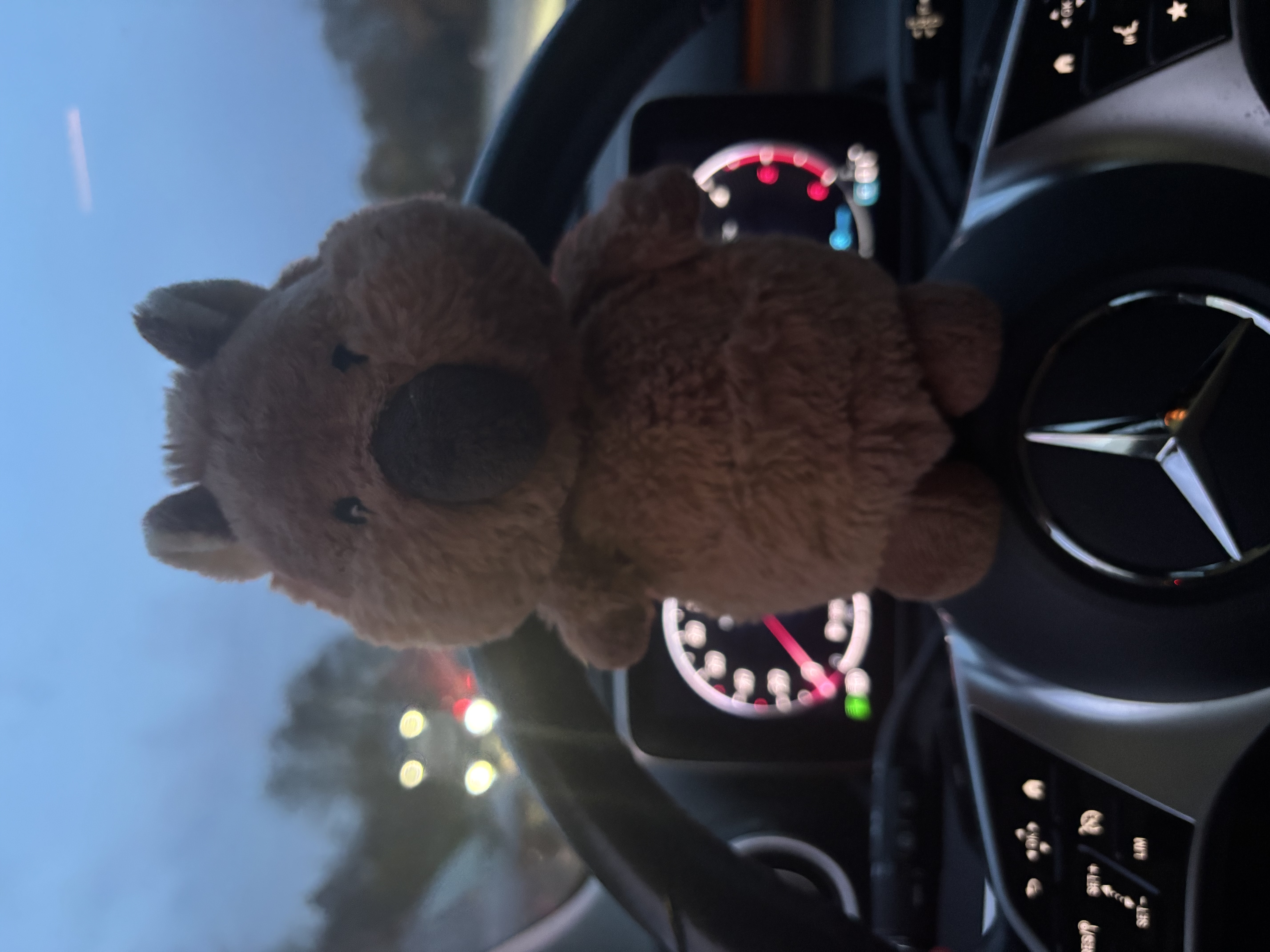 Quokka